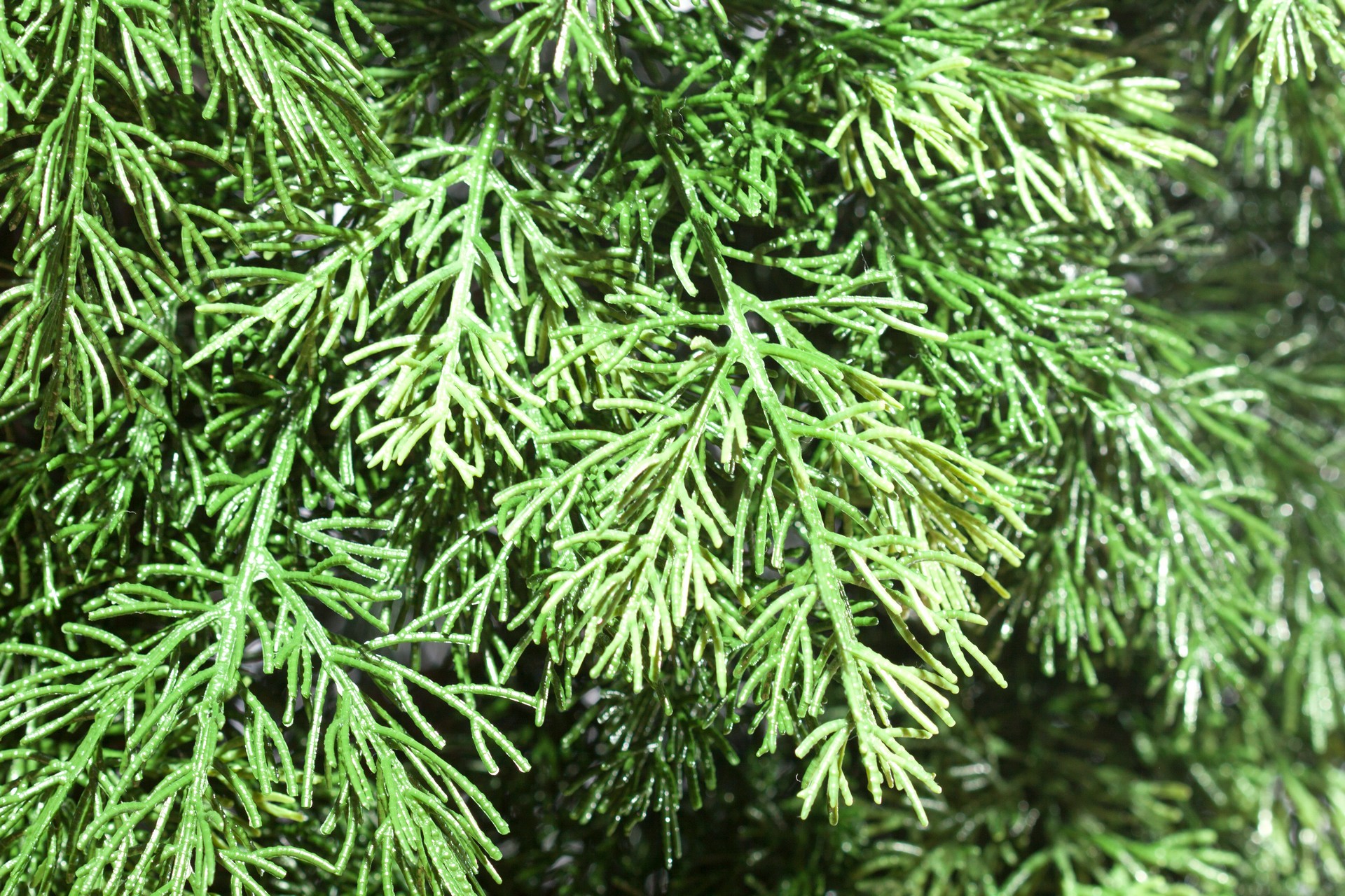 Фото Туя 120 - 150 см